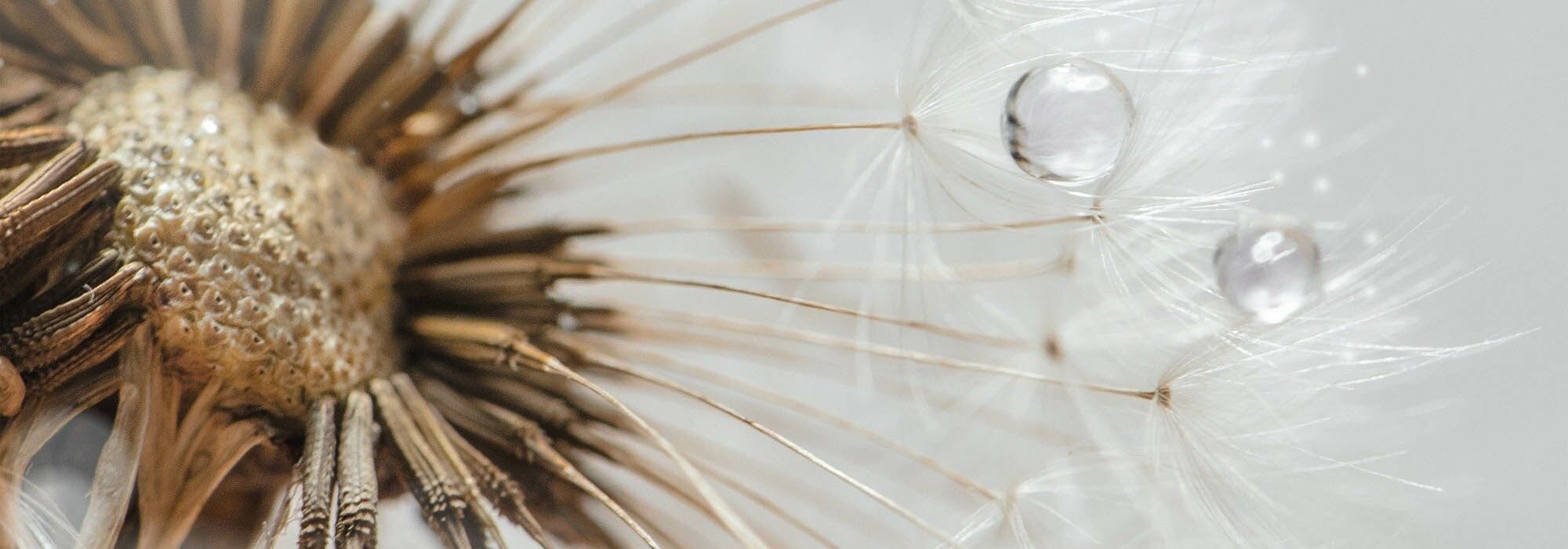 Detail Pusteblume